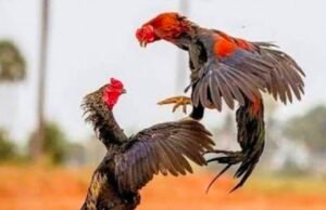 ಕೋಳಿ ಅಂಕಕ್ಕೆ ದಾಳಿ : ಇಬ್ಬರ ಬಂಧನ…!!