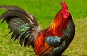 ಕೋಳಿ ಕಳ್ಳತನಕ್ಕೆ ಯತ್ನಿಸಿದವನಿಗೆ ಎರಡು ವರ್ಷ ಸೆರೆವಾಸ ಶಿಕ್ಷೆ…!!