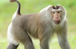 ಕೋತಿ ಮೇಲೆ ನಾಯಿ ದಾಳಿ….!!