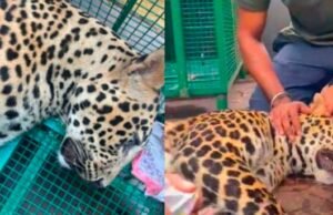 ಮುದ್ರಾಡಿಯಲ್ಲಿ ಹಂದಿಗೆ ಇರಿಸಿದ್ದ ಉರುಳಿಗೆ ಬಿದ್ದ ಚಿರತೆ : ಅರಣ್ಯ ಇಲಾಖೆ ಸಿಬ್ಬಂಧಿಗಳಿಂದ ರಕ್ಷಣೆ…!!