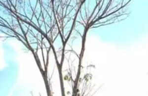 ಅರಣ್ಯ ಇಲಾಖೆಯ ಸಂರಕ್ಷಣೆಯಲ್ಲಿ ನೆಟ್ಟ ಮರ : ಮಾಲಿಕ ಬೆಂಕಿ ಇರಿಸಿ ಮರಕ್ಕೆ ಹಾನಿ…!!