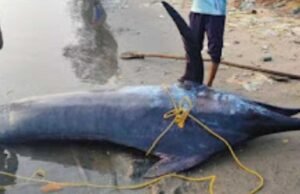 ಮೀನುಗಾರರ ಬಲೆಗೆ ಬಿದ್ದ ಬೃಹತ್ ಗಾತ್ರದ ಮಡಲು ಮೀನು…!!