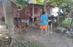 ಪುತ್ತೂರು: ಅಕ್ರಮ ಗೋಸಾಗಾಟ : ವಾಹನ ಬಿಟ್ಟು ಪರಾರಿಯಾದ ಆರೋಪಿಗಳು : 5 ಗೋವುಗಳ ರಕ್ಷಣೆ…!!