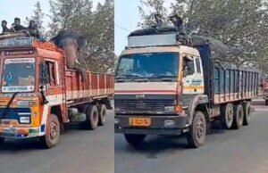 ಚಿಕ್ಕಮಗಳೂರು : ಕಾಡಾನೆ ಸೆರೆಗೆ ಕಾರ್ಯಾಚರಣೆ : ಸಾಕಾನೆಗಳ ಎಂಟ್ರಿ…!!