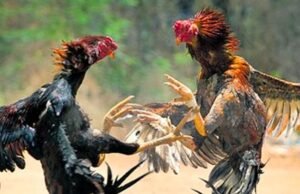 ಮೂಡುಬಿದಿರೆ : ಕೋಳಿ ಅಂಕಕ್ಕೆ ದಾಳಿ : 10 ಮಂದಿಯ ಬಂಧನ…!!