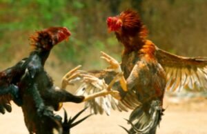 ಗಂಗೊಳ್ಳಿ : ಕೋಳಿ ಅಂಕಕ್ಕೆ ದಾಳಿ : 5 ಮಂದಿಯ ಬಂಧನ…!!