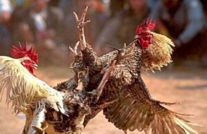 ಮಣಿಪಾಲ : ಕೋಳಿ ಅಂಕಕ್ಕೆ ದಾಳಿ : 8 ಮಂದಿಯ ಬಂಧನ…!!