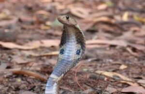 ಉಡುಪಿ : ಹಾವು ಕಡಿತ : ಮಹಿಳೆ ಮೃತ್ಯು…!!