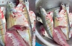 ಕತ್ತರಿಸಿದ ಬಳಿಕವೂ ಜೀವಂತವಾಗಿರುವ ಮೀನು : ಮಲ್ಪೆ ಬಂದರಿನಲ್ಲಿ ಅಚ್ಚರಿ ಮೂಡಿಸಿದ ಘಟನೆ…!!
