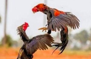 ಕೋಳಿ ಅಂಕ ಅಡ್ಡೆಗೆ ದಾಳಿ : ಓರ್ವ ಆರೋಪಿ ಸೆರೆ…!!