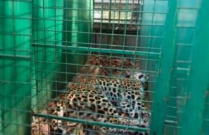 ಬಂಟ್ವಾಳ : ತಂತಿ ಬೇಲಿಗೆ ಸಿಲುಕಿದ್ದ ಚಿರತೆಯ ರಕ್ಷಣೆ…!!