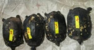 ಬೆಳ್ತಂಗಡಿ: ಆಮೆಗಳ ಅಕ್ರಮ ಬೇಟೆ : ನಾಲ್ವರು ಅರೆಸ್ಟ್…!!