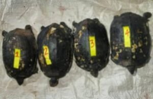 ಬೆಳ್ತಂಗಡಿ: ಆಮೆಗಳ ಅಕ್ರಮ ಬೇಟೆ : ನಾಲ್ವರು ಅರೆಸ್ಟ್…!!