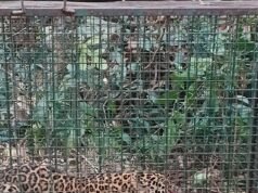 ಕುಂತಲನಗರದಲ್ಲಿ ಅರಣ್ಯ ಇಲಾಖೆ ಇರಿಸಿದ್ದ ಬೋನಿಗೆ ಬಿದ್ದ ಚಿರತೆ : ನೆಮ್ಮದಿಯ ನಿಟ್ಟುಸಿರು ಬಿಟ್ಟ ಗ್ರಾಮಸ್ಥರು…!