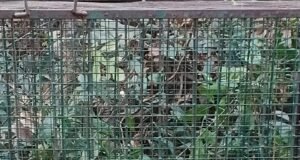 ಕುಂತಲನಗರದಲ್ಲಿ ಅರಣ್ಯ ಇಲಾಖೆ ಇರಿಸಿದ್ದ ಬೋನಿಗೆ ಬಿದ್ದ ಚಿರತೆ : ನೆಮ್ಮದಿಯ ನಿಟ್ಟುಸಿರು ಬಿಟ್ಟ ಗ್ರಾಮಸ್ಥರು…!