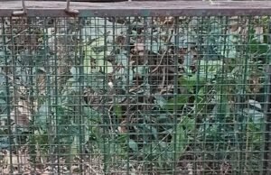 ಕುಂತಲನಗರದಲ್ಲಿ ಅರಣ್ಯ ಇಲಾಖೆ ಇರಿಸಿದ್ದ ಬೋನಿಗೆ ಬಿದ್ದ ಚಿರತೆ : ನೆಮ್ಮದಿಯ ನಿಟ್ಟುಸಿರು ಬಿಟ್ಟ ಗ್ರಾಮಸ್ಥರು…!