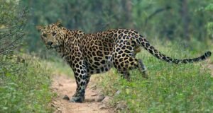 ಮಲ್ಪೆ : ಹಲವೆಡೆ ಚಿರತೆ ಓಡಾಟ…!!