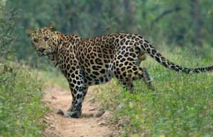 ಮಲ್ಪೆ : ಹಲವೆಡೆ ಚಿರತೆ ಓಡಾಟ…!!