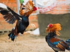 ಕಡಬ: ಕೋಳಿ ಅಂಕ ಅಡ್ಡೆಗೆ ಪೊಲೀಸರ ದಾಳಿ : ಪ್ರಕರಣ ದಾಖಲು