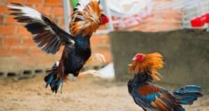 ಬೆಳ್ತಂಗಡಿ: ಕೋಳಿ ಅಂಕಕ್ಕೆ ಖಾಕಿ ದಾಳಿ : 7 ಮಂದಿ ಸೆರೆ…!