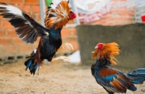 ಬೆಳ್ತಂಗಡಿ: ಕೋಳಿ ಅಂಕಕ್ಕೆ ಖಾಕಿ ದಾಳಿ : 7 ಮಂದಿ ಸೆರೆ…!