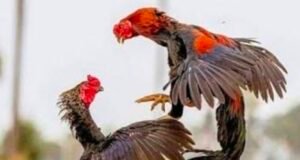 ಸಂಕಡ್ಕದಲ್ಲಿ ಕೋಳಿ ಅಂಕಕ್ಕೆ ಪೊಲೀಸರ ದಾಳಿ : ಆರೋಪಿಗಳು ಪರಾರಿ..!!