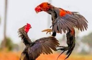 ಸಂಕಡ್ಕದಲ್ಲಿ ಕೋಳಿ ಅಂಕಕ್ಕೆ ಪೊಲೀಸರ ದಾಳಿ : ಆರೋಪಿಗಳು ಪರಾರಿ..!!