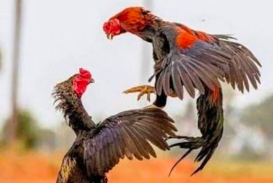 ಸಂಕಡ್ಕದಲ್ಲಿ ಕೋಳಿ ಅಂಕಕ್ಕೆ ಪೊಲೀಸರ ದಾಳಿ : ಆರೋಪಿಗಳು ಪರಾರಿ..!!