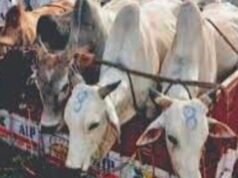 ಅಕ್ರಮ ಜಾನುವಾರು ಸಾಗಾಟ : ಟೆಂಪೋ ವಶಕ್ಕೆ…!!