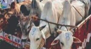 ಅಕ್ರಮ ಜಾನುವಾರು ಸಾಗಾಟ : ಟೆಂಪೋ ವಶಕ್ಕೆ…!!