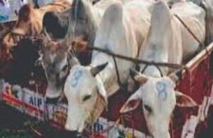 ಅಕ್ರಮ ಜಾನುವಾರು ಸಾಗಾಟ : ಟೆಂಪೋ ವಶಕ್ಕೆ…!!