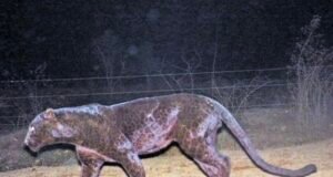 ಭಟ್ಕಳದಲ್ಲಿ ಕಪ್ಪು ಚಿರತೆ ಪ್ರತ್ಯಕ್ಷ : ವೃದ್ಧರ ಮೇಲೆ ದಾಳಿ ಯತ್ನ : ಸ್ಥಳೀಯರಲ್ಲಿ ಭೀತಿ…!!