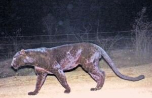 ಭಟ್ಕಳದಲ್ಲಿ ಕಪ್ಪು ಚಿರತೆ ಪ್ರತ್ಯಕ್ಷ : ವೃದ್ಧರ ಮೇಲೆ ದಾಳಿ ಯತ್ನ : ಸ್ಥಳೀಯರಲ್ಲಿ ಭೀತಿ…!!