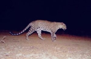 ಮಂಗಳೂರು : ನಗರಕ್ಕೆ ರಾತ್ರಿ ಚಿರತೆಗಳ ಎಂಟ್ರಿ : ಆತಂಕದಲ್ಲಿ ಸಾರ್ವಜನಿಕರು..!!