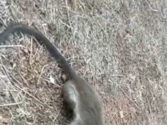 ತಲೆಗೆ ಚೊಂಬು ಹಾಕಿಕೊಂಡು ಒದ್ದಾಡುತ್ತಿದ್ದ ಕೋತಿಯ ರಕ್ಷಣೆ: ಸ್ಥಳೀಯರ ಕಾರ್ಯಕ್ಕೆ ಮೆಚ್ಚುಗೆ