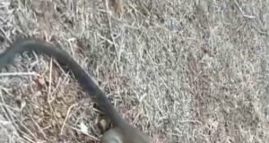 ತಲೆಗೆ ಚೊಂಬು ಹಾಕಿಕೊಂಡು ಒದ್ದಾಡುತ್ತಿದ್ದ ಕೋತಿಯ ರಕ್ಷಣೆ : ಸ್ಥಳೀಯರ ಕಾರ್ಯಕ್ಕೆ ಮೆಚ್ಚುಗೆ…!!