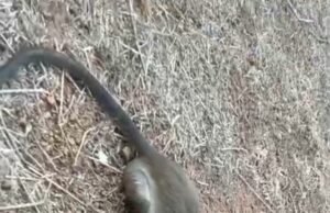 ತಲೆಗೆ ಚೊಂಬು ಹಾಕಿಕೊಂಡು ಒದ್ದಾಡುತ್ತಿದ್ದ ಕೋತಿಯ ರಕ್ಷಣೆ : ಸ್ಥಳೀಯರ ಕಾರ್ಯಕ್ಕೆ ಮೆಚ್ಚುಗೆ…!!