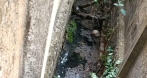 ಉಡುಪಿ : ಕುಕ್ಕಿಕಟ್ಟೆ- ಮುಚ್ಲುಗೋಡು ಸಂಪರ್ಕ ರಸ್ತೆ ಬಳಿ ಗಬ್ಬು ನಾರುತ್ತಿರುವ ಡ್ರೈನೇಜ್…!!