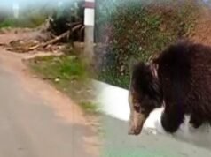 ತೀವ್ರ ಆತಂಕ ಮೂಡಿಸಿದ್ದ ಕರಡಿ ಸೆರೆಹಿಡಿದ ಅರಣ್ಯ ಇಲಾಖೆಯ ಸಿಬ್ಬಂದಿಗಳು..!