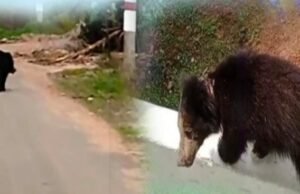 ತೀವ್ರ ಆತಂಕ ಮೂಡಿಸಿದ್ದ ಕರಡಿ ಸೆರೆಹಿಡಿದ ಅರಣ್ಯ ಇಲಾಖೆಯ ಸಿಬ್ಬಂದಿಗಳು..!