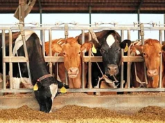 ಕುಂದಾಪುರ: ಹಟ್ಟಿಯಿಂದ 2 ದನ ಕಳವು –ಅಂದಾಜು ₹14,000 ನಷ್ಟ..!!