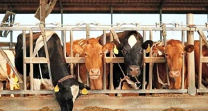 ಕುಂದಾಪುರ: ಹಟ್ಟಿಯಿಂದ 2 ದನ ಕಳವು : ಅಂದಾಜು ₹14,000 ನಷ್ಟ..!!