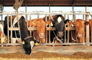 ಕುಂದಾಪುರ: ಹಟ್ಟಿಯಿಂದ 2 ದನ ಕಳವು : ಅಂದಾಜು ₹14,000 ನಷ್ಟ..!!