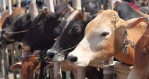 ಕಾರ್ಕಳ : ಹಿಂಸಾತ್ಮಕ ಜಾನುವಾರು ಸಾಗಾಟ ಪತ್ತೆ – ಎರಡು ದನಗಳ ರಕ್ಷಣೆ, ಪ್ರಕರಣ ದಾಖಲು…!!