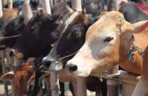 ಕಾರ್ಕಳ : ಹಿಂಸಾತ್ಮಕ ಜಾನುವಾರು ಸಾಗಾಟ ಪತ್ತೆ – ಎರಡು ದನಗಳ ರಕ್ಷಣೆ, ಪ್ರಕರಣ ದಾಖಲು…!!