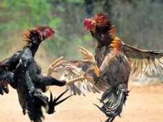 ಅಕ್ರಮ ಕೋಳಿ ಅಂಕ ಅಡ್ಡೆಗೆ ಧರ್ಮಸ್ಥಳ ಪೊಲೀಸರ ದಾಳಿ