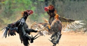 ಅಕ್ರಮ ಕೋಳಿ ಅಂಕ ಅಡ್ಡೆಗೆ ಧರ್ಮಸ್ಥಳ ಪೊಲೀಸರ ದಾಳಿ…!!