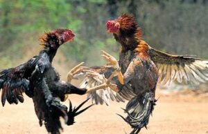 ಅಕ್ರಮ ಕೋಳಿ ಅಂಕ ಅಡ್ಡೆಗೆ ಧರ್ಮಸ್ಥಳ ಪೊಲೀಸರ ದಾಳಿ…!!