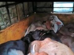 ಮೂಡುಬಿದಿರೆ : ಹಿಂಸಾತ್ಮಕ ರೀತಿಯಲ್ಲಿ ಜಾನುವಾರುಗಳ ಸಾಗಾಟ : ಎರಡು ವಾಹನ ವಶಕ್ಕೆ…!!