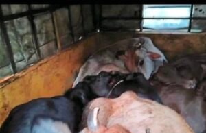 ಮೂಡುಬಿದಿರೆ : ಹಿಂಸಾತ್ಮಕ ರೀತಿಯಲ್ಲಿ ಜಾನುವಾರುಗಳ ಸಾಗಾಟ : ಎರಡು ವಾಹನ ವಶಕ್ಕೆ…!!